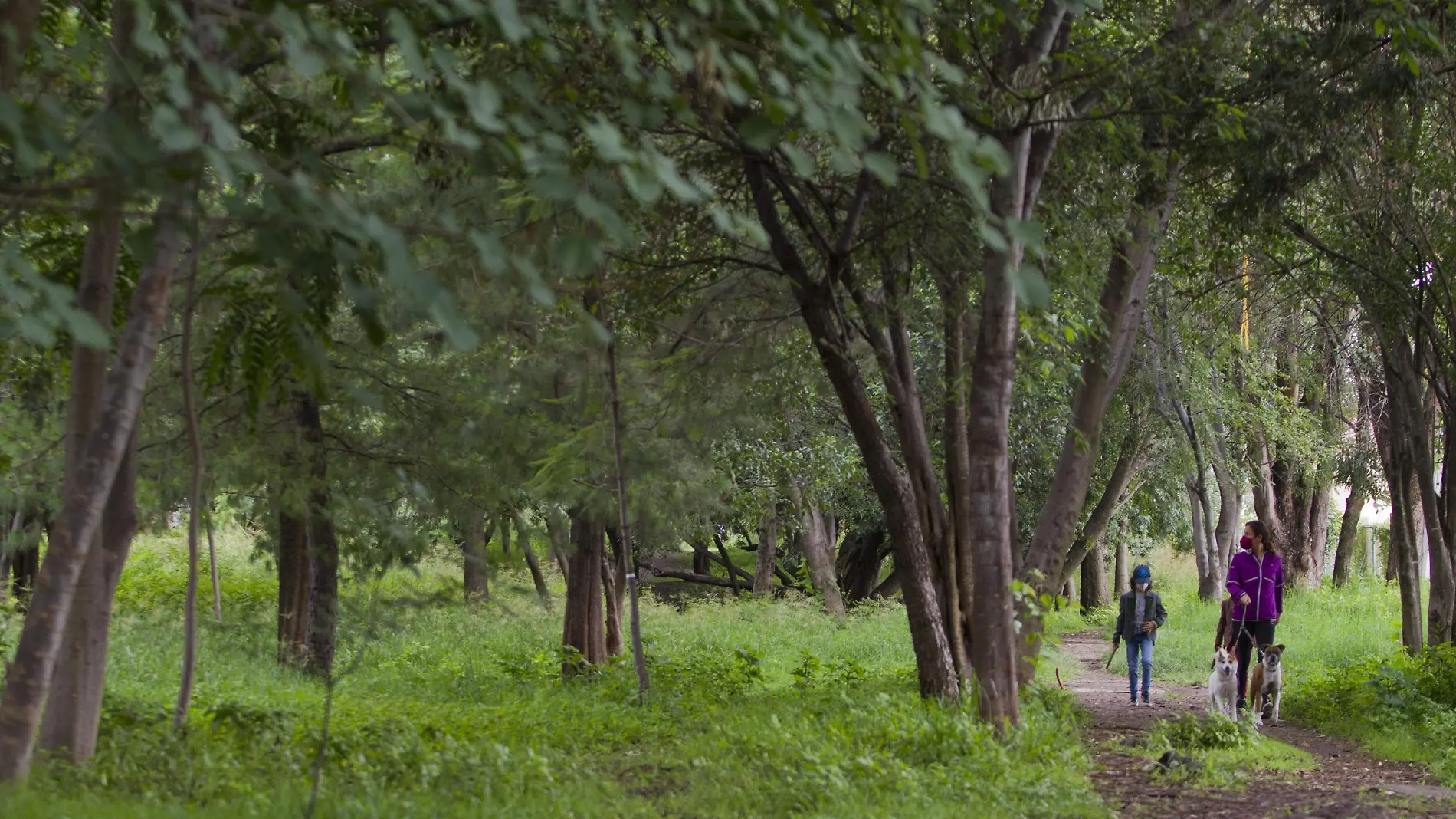 BOSQUE COSMOS_AJO (6)